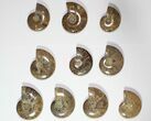 Lot: - Polished Whole Ammonite Fossils - Pieces #116648-2